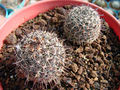 Mammillaria hutchinsoniana ssp. louisae 1.jpg