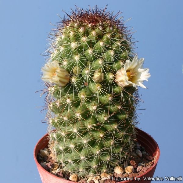Файл:Mammillaria phitauiana 12041.jpg