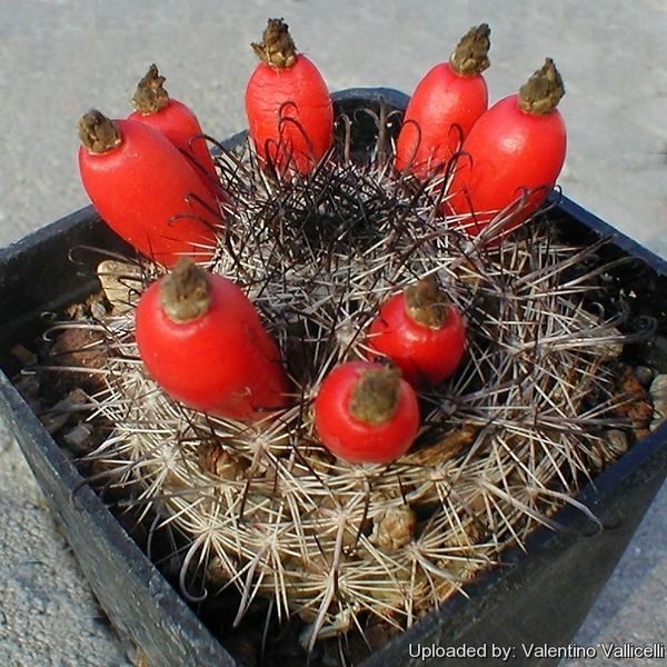 Файл:Mammillaria hutchisoniana subs. louisae 28.jpg