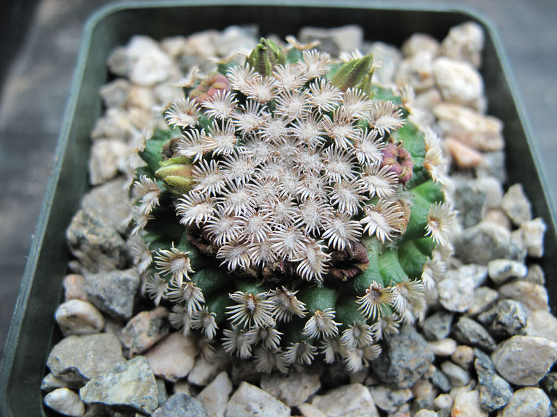 Файл:Mammillaria hernandesi h.jpg