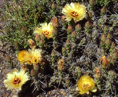 Corynopuntia aggeria 01.jpg
