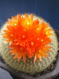 Parodia haselbergii ssp. haselbergii 1.jpg