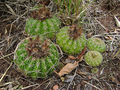 Parodia linkii 2.jpg