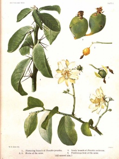 Pereskia sacharosa 50926.jpg