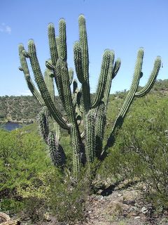 Stetsonia coryne 10.JPG