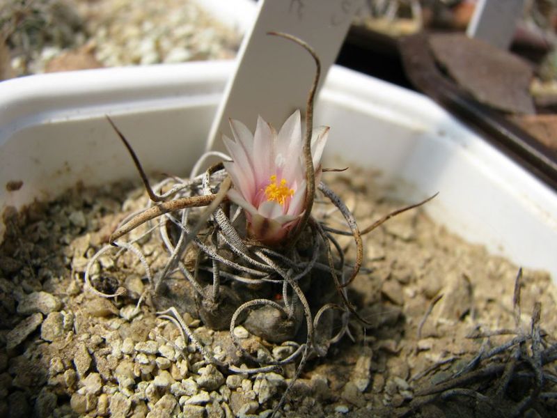 Файл:T.macrochele.jpg