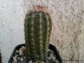 Echinocereus pamanesiorum ssp. pamanesiorum 1.jpg