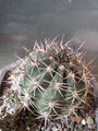 Echinopsis aurea ssp. aurea 4.jpg