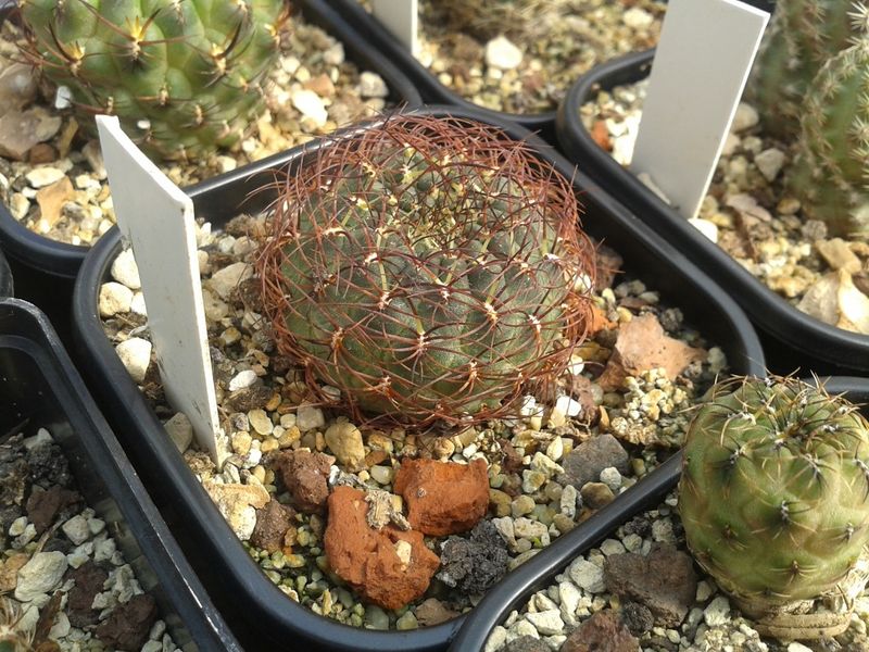 Файл:Rebutia pulchra 10.jpg