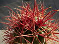 Ferocactus chrysacanthus ssp. chrysacanthus 3.jpg