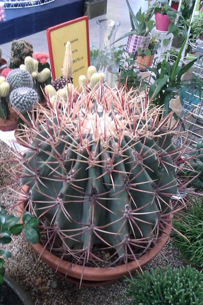 Файл:Ferocactus emoryi ssp. emoryi 4.jpg
