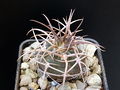 Gymnocalycium hossei var. mazanense f. polycephalum BKS 45.jpg