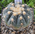 Gymnocalycium spegazzinii ssp. spegazzinii 1.jpg