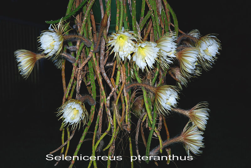 Файл:Selenicereus pteranthus 0.jpg