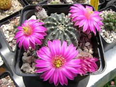 Echinocereus pulchellus ssp. pulchellus var. amoenus4.jpg