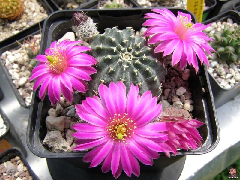 Файл:Echinocereus pulchellus ssp. pulchellus var. amoenus4.jpg