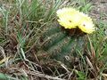 Parodia ottonis ssp. ottonis 4.JPG