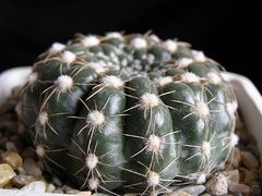 Parodia uebelmanniana.jpg