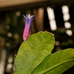 Pseudorhipsalis amazonica - wikipedia.jpg