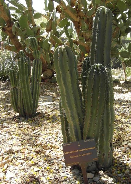 Файл:Stenocereus queretaroensis 95.jpg