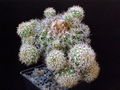 Discocactus zehntneri ssp. boomianus - Asensy.jpg