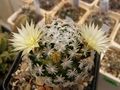 Mammillaria duwei 4.jpg