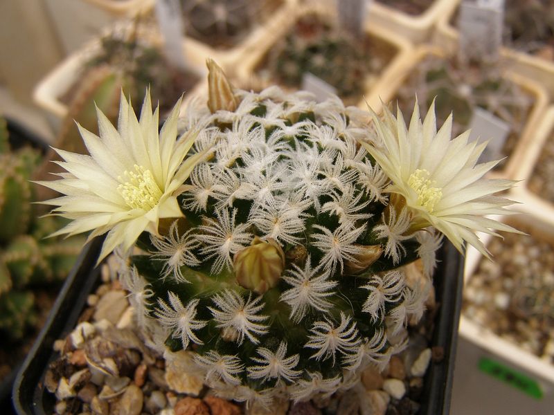 Файл:Mammillaria duwei 4.jpg