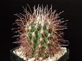 Sclerocactus polyancistrus.jpg