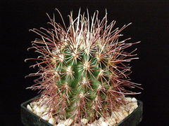 Sclerocactus polyancistrus.jpg