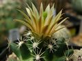 Escobaria missouriensis ssp. missouriensis 1.jpg