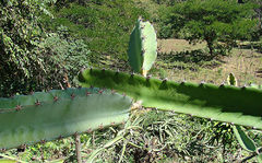 Hylocereus costaricensis 1h.jpg
