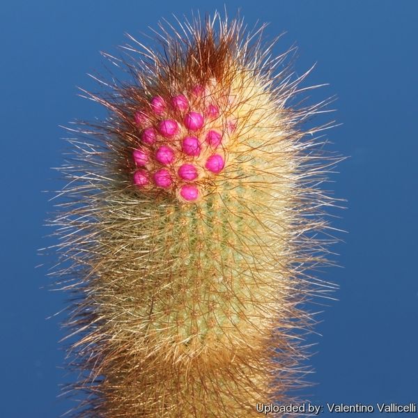 Файл:Micranthocereus streckeri 17573.jpg