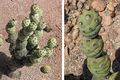 Tephrocactus articulatus h2.jpg