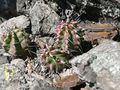 Echinocereus triglochidiatus ssp. triglochidiatus 2.jpg