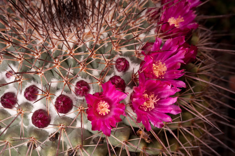 Файл:Mammillaria standleyi 9.jpg