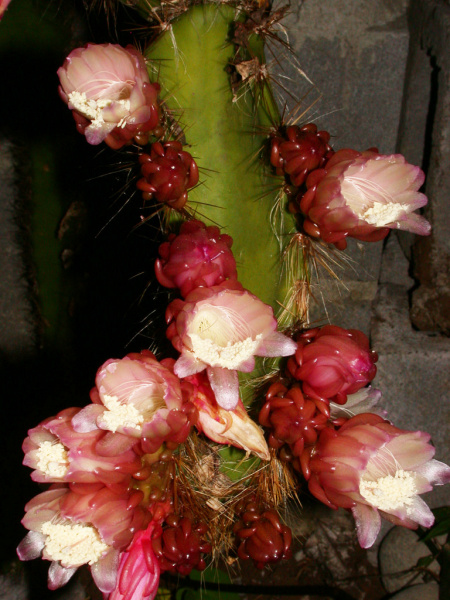 Файл:Weberocereus frohningiorum 3.jpg