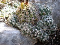 Coryphantha sulcata p24.jpg