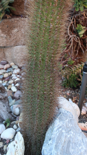 Файл:Pacherocactus orcuttii 3.jpg