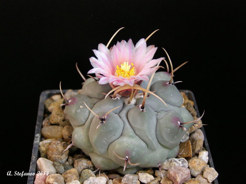 Файл:Thelocactus rinconensis var. rinconensis 'phymatothelos' SB 328.jpg